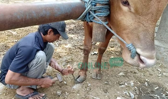 Salon Hewan di Kota Blitar, Dandani Sapi agar Sehat dan Cantik