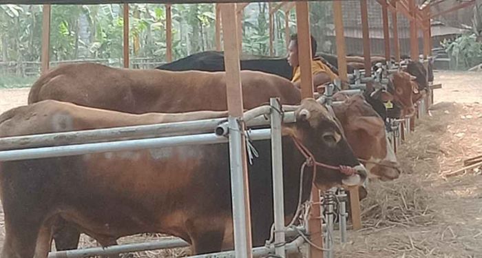 Bos Perusahaan Rokok PT RMS Pasuruan Kurban 91 Sapi, 80 Ekor Disebar ke Masjid dan Musholla Bos Perusahaan Rokok PT RMS Pasuruan Kurban 91 Sapi, 80 Ekor Disebar ke Masjid dan Musholla