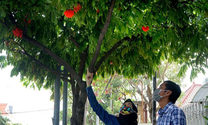 Mawar Venezuela, Bunga Langka yang Mekar dan Tumbuh Subur di Tanah Surabaya