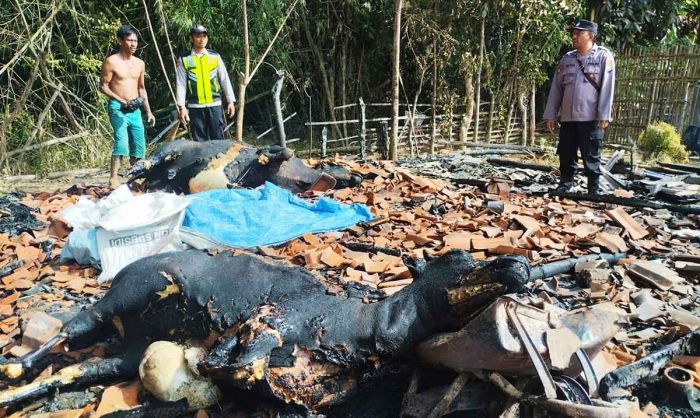 Kebakaran di Pamekasan, 2 Sapi Tewas Terpanggang Kebakaran di Pamekasan, 2 Sapi Tewas Terpanggang