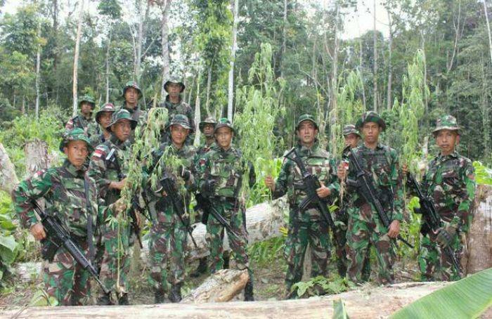 Satgas Pamtas Yonmek 516/CY Kembali Temukan Ladang Ganja di Perbatasan RI - Papua Nugini Satgas Pamtas Yonmek 516/CY Kembali Temukan Ladang Ganja di Perbatasan RI - Papua Nugini