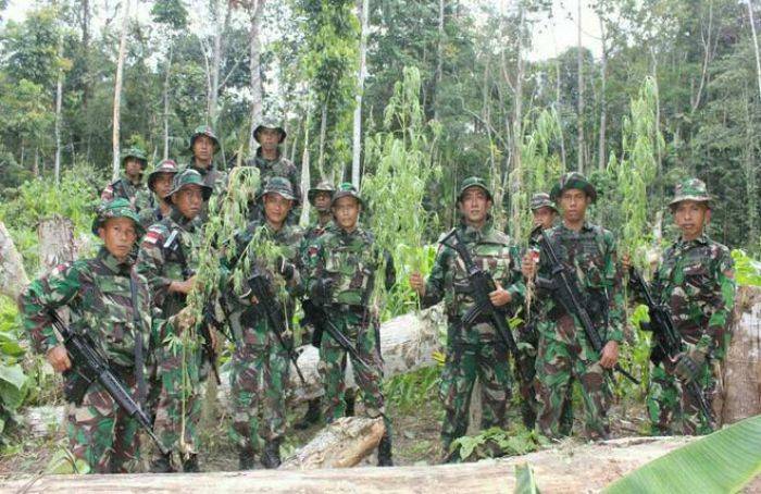 Satgas Pamtas Yonmek 516/CY Kembali Temukan Ladang Ganja di Perbatasan RI - Papua Nugini