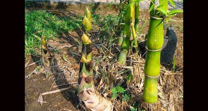 Jarah Rebung Hutan, Sapi Disel Jarah Rebung Hutan, Sapi Disel