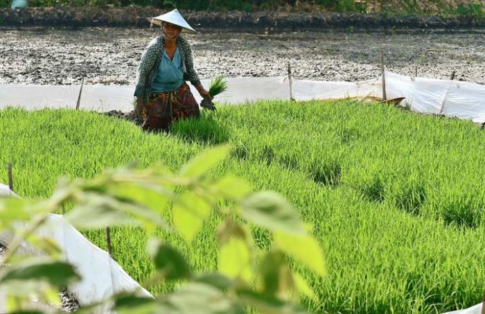 Asuransi Pertanian di Lamongan Meningkat