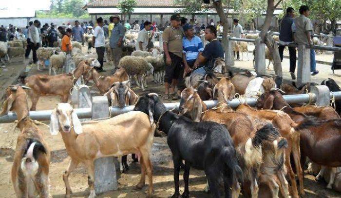 Jelang Idul Adha, Lalu Lintas Hewan Qurban Meningkat di Pacitan Jelang Idul Adha, Lalu Lintas Hewan Qurban Meningkat di Pacitan