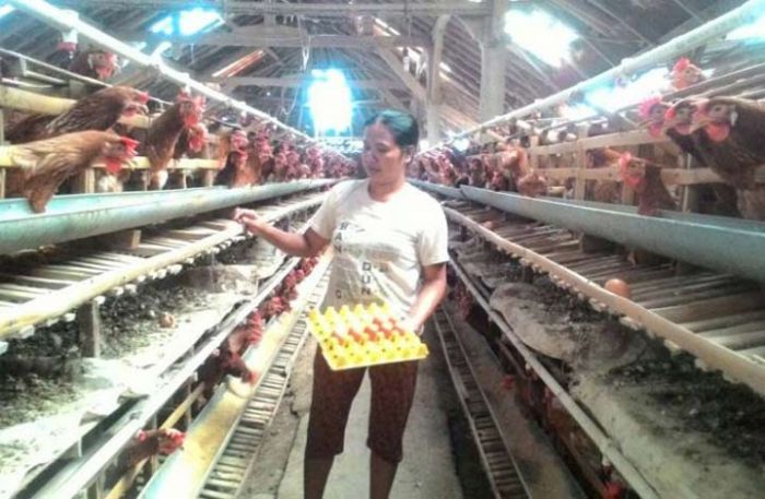 Jelang Natal, Harga Telur di Pacitan Kembali Melejit Jelang Natal, Harga Telur di Pacitan Kembali Melejit