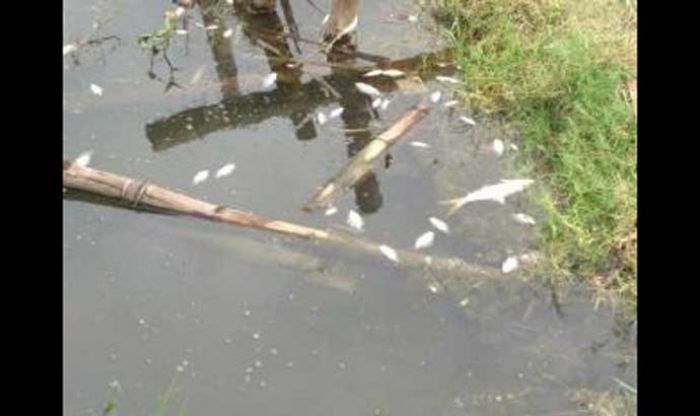 Ribuan Ikan di Tambak Wilayah Desa Rangkah Kidul Mendadak Mati, Diduga Tercemar Limbah Ribuan Ikan di Tambak Wilayah Desa Rangkah Kidul Mendadak Mati, Diduga Tercemar Limbah