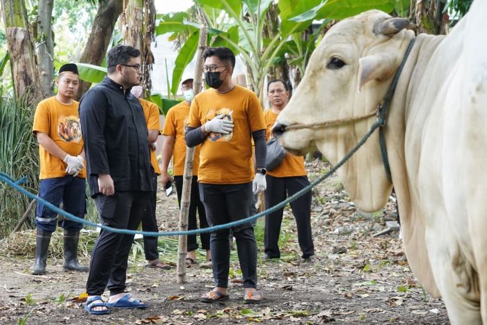 PDIP Kabupaten Kediri Kurban 4 Sapi, Daging Dibagikan untuk Warga Prasejahtera