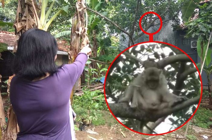 Warga Perbon Tuban Diresahkan Seekor Kera, Rusak Perabotan dan Genteng Rumah Warga Perbon Tuban Diresahkan Seekor Kera, Rusak Perabotan dan Genteng Rumah