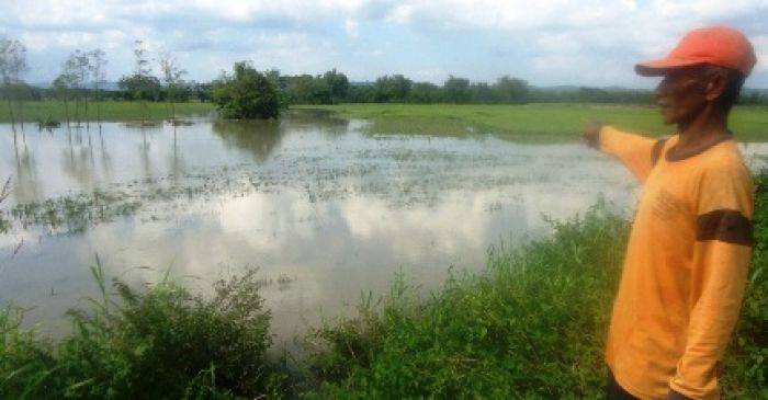  Kebanjiran, Padi Di Sekitar Migas Bojonegoro Terancam Gagal Panen