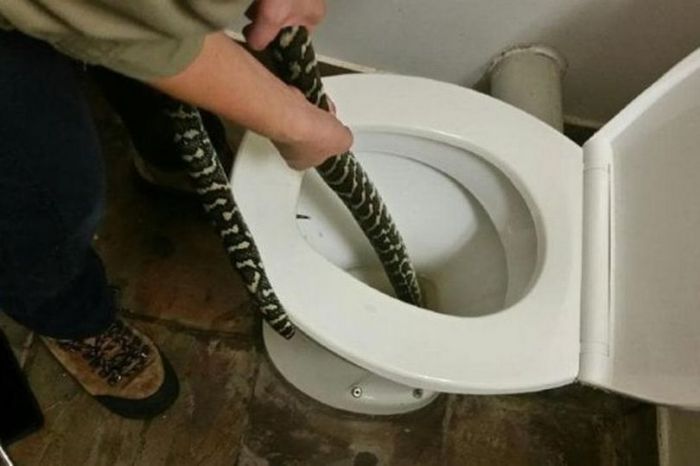 Ular Sanca Gigit Bokong Ibu sedang BAB, Ha ha ha Ular Sanca Gigit Bokong Ibu sedang BAB, Ha ha ha