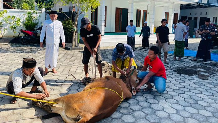 Syafiuddin Beri Bantuan 5 Ekor Sapi dan 5 Kambing saat Idul Adha 1443 H