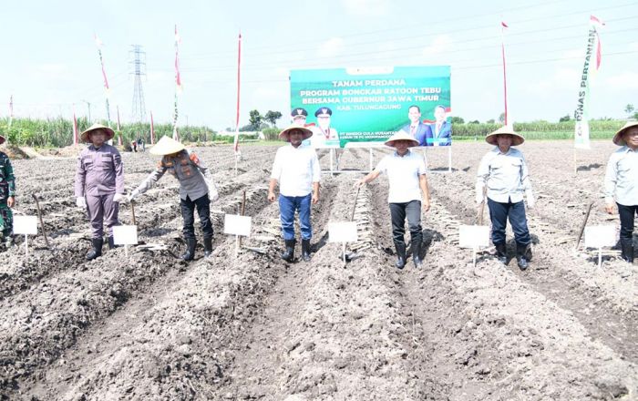 Dampingi Petani Tanam Varietas Baru, Plt Bupati Tulungagung Dorong Revolusi Sistem Tanam Tebu Modern