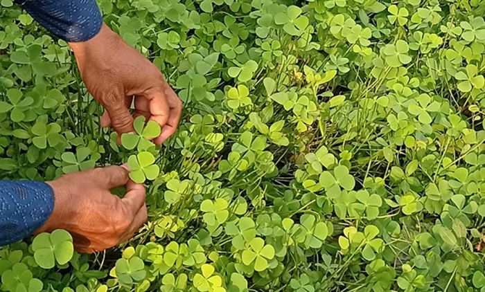 8 Tanaman Liar yang Dapat Dikonsumsi saat Kondisi Darurat Logistik di Gunung