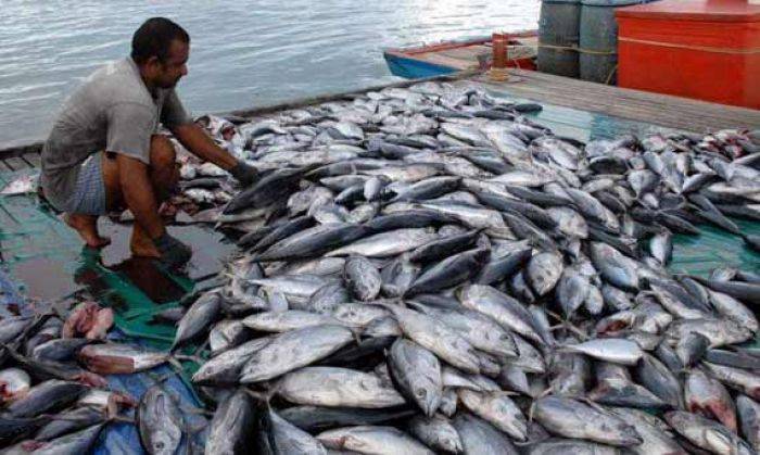 Gawat, Tongkol Banyuwangi Tercemar Logam Berat Gawat, Tongkol Banyuwangi Tercemar Logam Berat