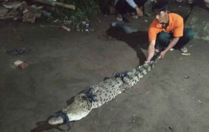 Salah Satu dari 3 Buaya di Desa Janti Kediri Ditangkap Warga Salah Satu dari 3 Buaya di Desa Janti Kediri Ditangkap Warga
