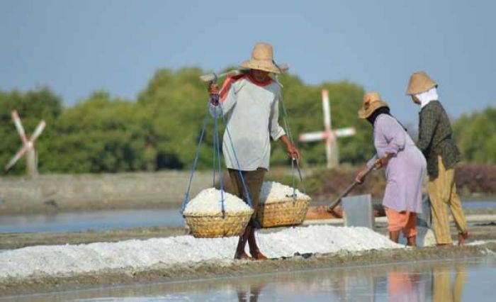 Produksi Garam Pamekasan Tahun 2018 Masih Sangat Minim Produksi Garam Pamekasan Tahun 2018 Masih Sangat Minim