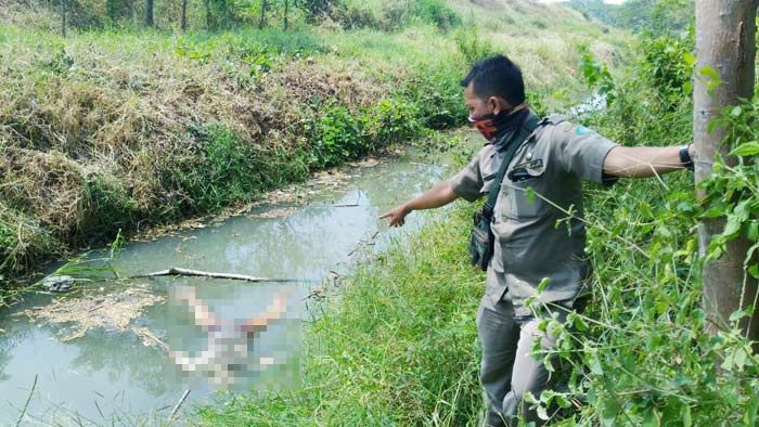 ​Mayat Lansia Mr X Ditemukan Mengapung di Sungai Jabon Sidoarjo