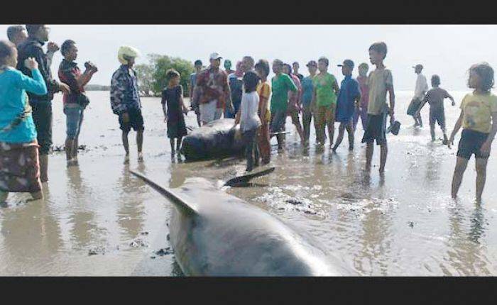 Puluhan Ikan Paus Terdampar di Pantai Randu Pitu Probolinggo, Sebagian Sudah Sekara Puluhan Ikan Paus Terdampar di Pantai Randu Pitu Probolinggo, Sebagian Sudah Sekara