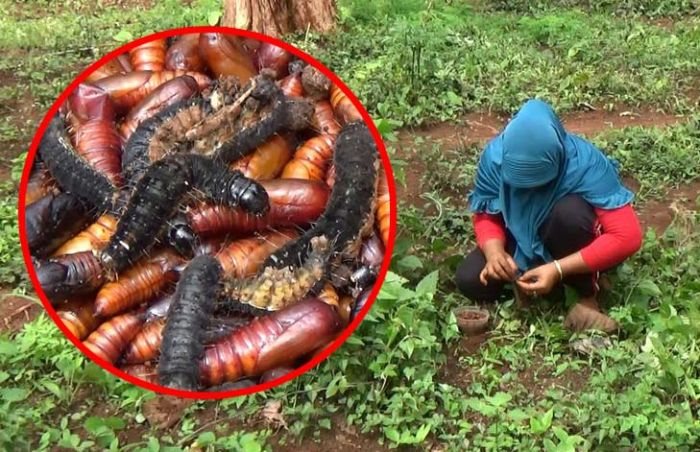 Sudah Sepekan, Warga Tuban Berburu Enthung Jati, Bisa Dijual atau Dimasak untuk Lauk Makan Sudah Sepekan, Warga Tuban Berburu Enthung Jati, Bisa Dijual atau Dimasak untuk Lauk Makan