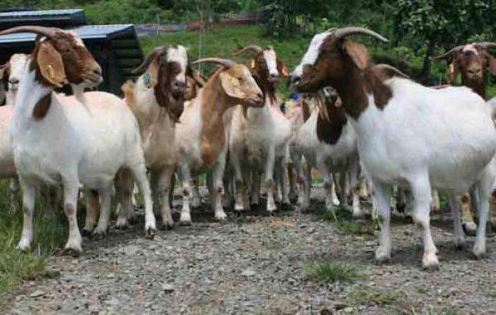 Seekor Sapi dan Lima Kambing milik Warga Plososari Mojokerto Digondol Maling Seekor Sapi dan Lima Kambing milik Warga Plososari Mojokerto Digondol Maling