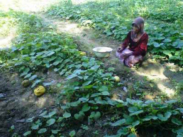 Diserang Hama Lalat Buah, Petani Blewah Pamekasan Merugi Diserang Hama Lalat Buah, Petani Blewah Pamekasan Merugi