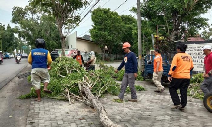 Kurangi Potensi Roboh, BPBD Bangkalan Cek Kondisi Pohon Kurangi Potensi Roboh, BPBD Bangkalan Cek Kondisi Pohon
