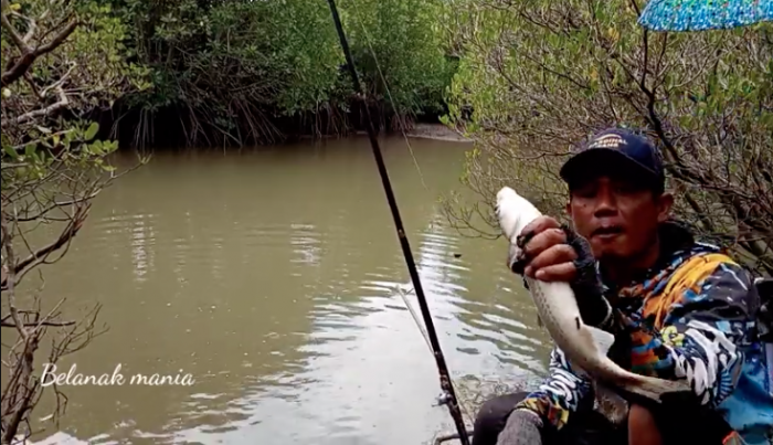 Auto Strike! Gacor Modal Lumut dan Campur Bahan ini Jadi Umpan Mancing Ikan Belanak Babon