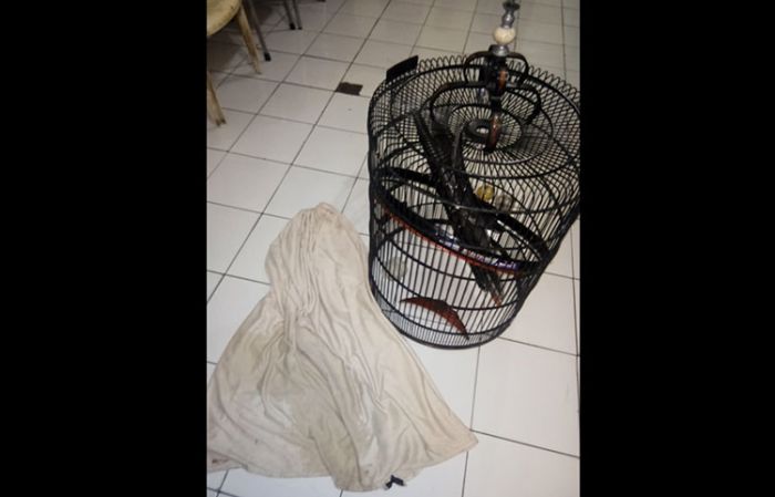 Maling Burung di Krian Babak Belur Dihajar Massa Maling Burung di Krian Babak Belur Dihajar Massa