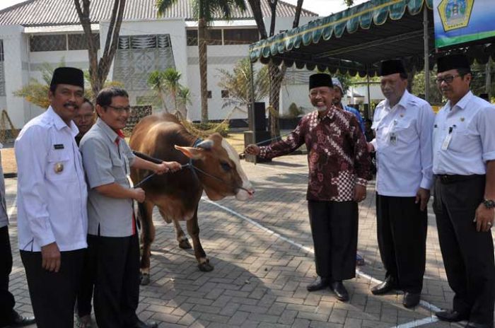 Bupati Sambari Serahkan 25 Ekor Sapi untuk Kurban