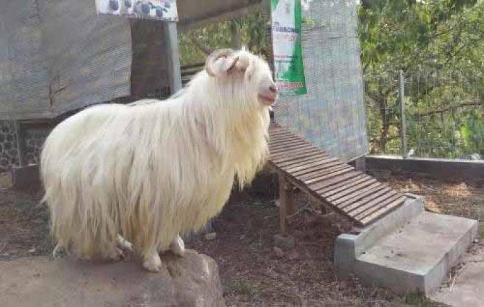 Kambing Gembrong Kian Langka, Tinggal 4 Ekor Kambing Gembrong Kian Langka, Tinggal 4 Ekor