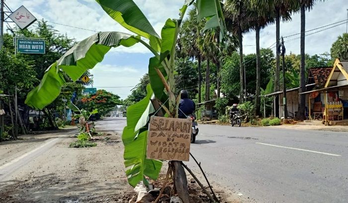 Kesal Banyak Lubang Menganga, Warga Tanami Jalan Pantura Tuban dengan Pohon Pisang