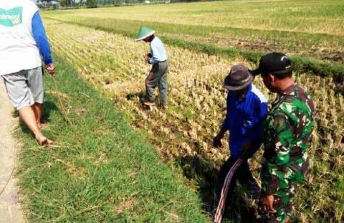 Petani Gunungsari Madiun ‘Berburu’ Tikus Petani Gunungsari Madiun ‘Berburu’ Tikus