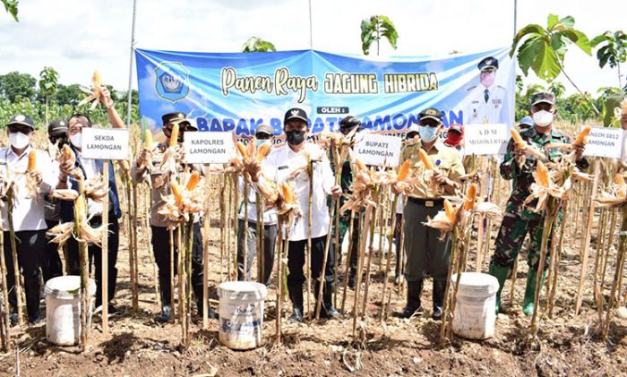 Produktivitas Jagung di Lamongan Meningkat, Road Map Harus Dilanjutkan Produktivitas Jagung di Lamongan Meningkat, Road Map Harus Dilanjutkan