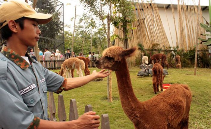 Jatim Park 2 Resmi Diuji Coba Beroperasi, Anak di Bawah 12 Tahun dan Lansia Dilarang Masuk Jatim Park 2 Resmi Diuji Coba Beroperasi, Anak di Bawah 12 Tahun dan Lansia Dilarang Masuk