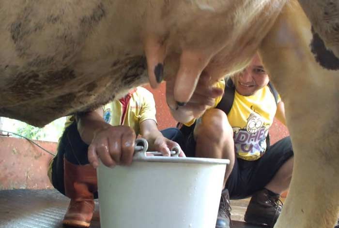 Pemerahan yang Higienis Bisa Cegah Penyakit Mastitis Pemerahan yang Higienis Bisa Cegah Penyakit Mastitis