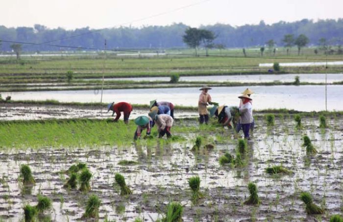 Ketersediaan Pupuk di Bojonegoro Dipastikan Aman Ketersediaan Pupuk di Bojonegoro Dipastikan Aman