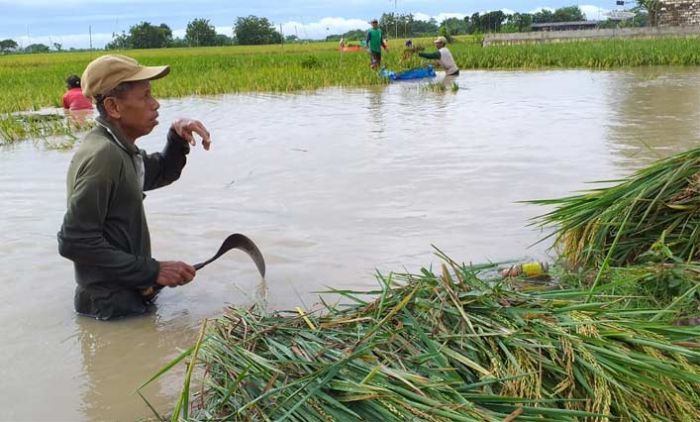 Bengawan Solo Meluap, 15 Desa di Tuban Terdampak Banjir Bengawan Solo Meluap, 15 Desa di Tuban Terdampak Banjir