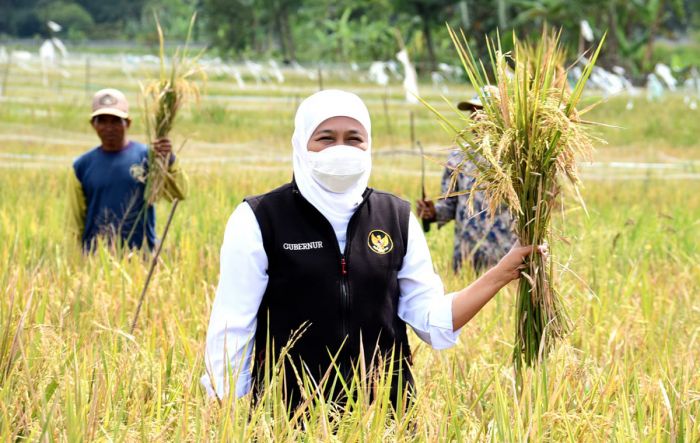Wujudkan Ketahanan Pangan, Gubernur Khofifah Panen Raya Padi Varietas Unggul di Malang Wujudkan Ketahanan Pangan, Gubernur Khofifah Panen Raya Padi Varietas Unggul di Malang