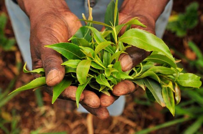 Kasus Narkoba Jenis Baru Cathinone Segera Dilimpahkan Kasus Narkoba Jenis Baru Cathinone Segera Dilimpahkan