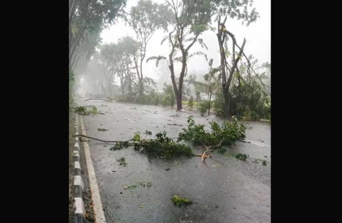 Angin Ribut dan Hujan Es Terjang Surabaya, Pohon Ambruk, Mobil dan Motor Hancur