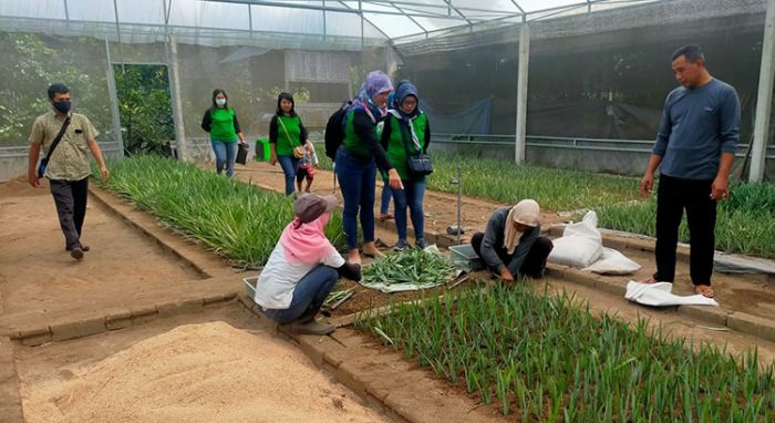 Perdana! Bupati Kediri Lakukan Inovasi Pembenihan Nanas PK-1 Perdana! Bupati Kediri Lakukan Inovasi Pembenihan Nanas PK-1