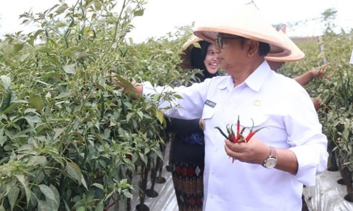 Bupati Bangga, Musim Kemarau Panen Cabai Keriting di Blitar Melimpah Bupati Bangga, Musim Kemarau Panen Cabai Keriting di Blitar Melimpah