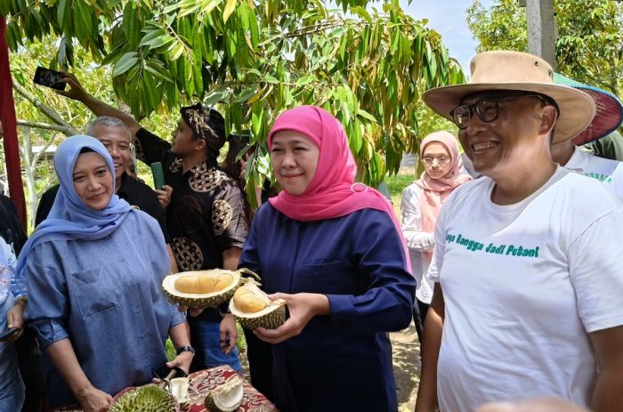 Usai Viral di TikTok Milik Khofifah, Durian Black Thorn Blitar Mulai Dilirik Pasar Luar Negeri Usai Viral di TikTok Milik Khofifah, Durian Black Thorn Blitar Mulai Dilirik Pasar Luar Negeri