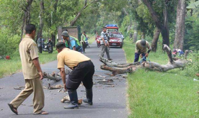 Antisipasi Pohon Roboh di Jalur Montong-Singgahan, BPBD Koordinasikan dengan DPU Antisipasi Pohon Roboh di Jalur Montong-Singgahan, BPBD Koordinasikan dengan DPU