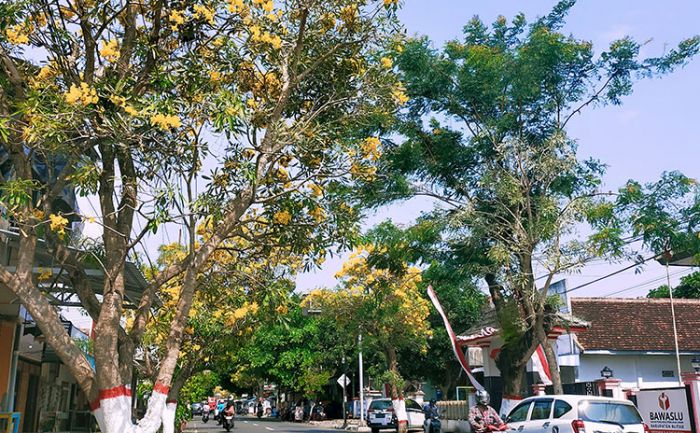 Tabebuya Mekar Hiasi Jalanan Kota Blitar Tabebuya Mekar Hiasi Jalanan Kota Blitar