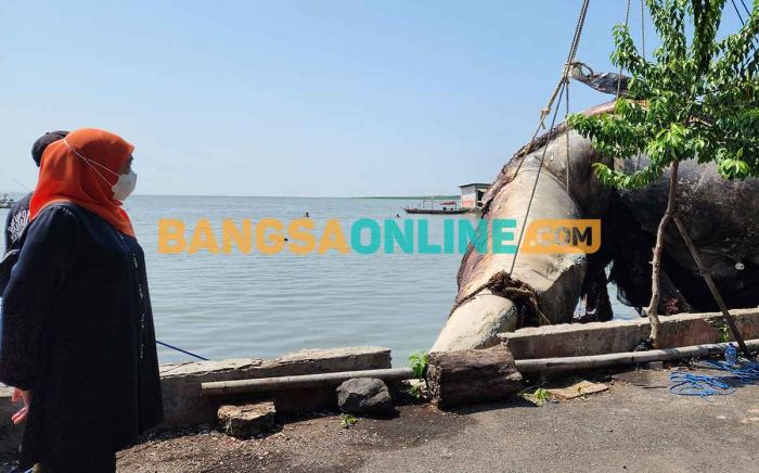 Kawal Evakuasi Bangkai Paus Balin, Gubernur Khofifah: Dibawa ke Jatim Park untuk Wisata Edukasi Kawal Evakuasi Bangkai Paus Balin, Gubernur Khofifah: Dibawa ke Jatim Park untuk Wisata Edukasi