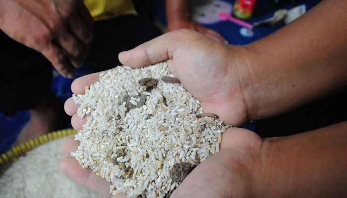 Apek dan Berkutu, Warga Wungu Madiun Kembalikan Raskin Apek dan Berkutu, Warga Wungu Madiun Kembalikan Raskin