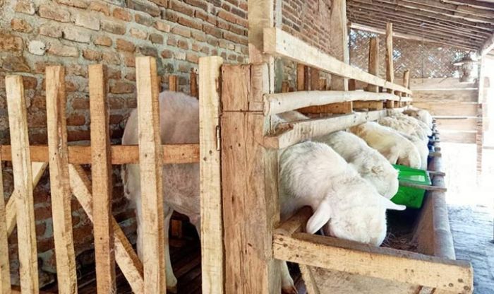 BUMDes Moranggati Ternak Kambing Dengan Pola No Ngarit