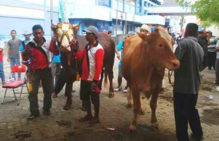Kadisnakan Jatim Jamin Stok Daging Aman Kadisnakan Jatim Jamin Stok Daging Aman